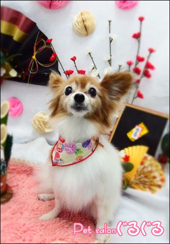 http://petguruguru.com/wp-content/uploads/2015/12/斉藤クリン.jpg