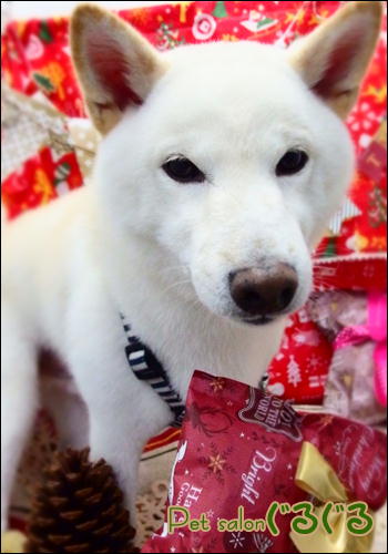 浦安　柴犬　シャンプー