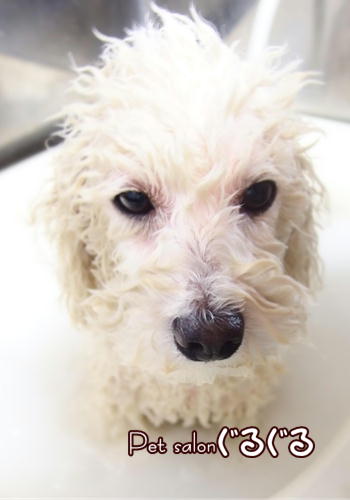 佐倉スイソスパ