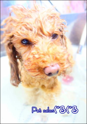 水素 佐倉 プードル