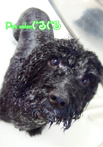 佐倉バブルバス　水素