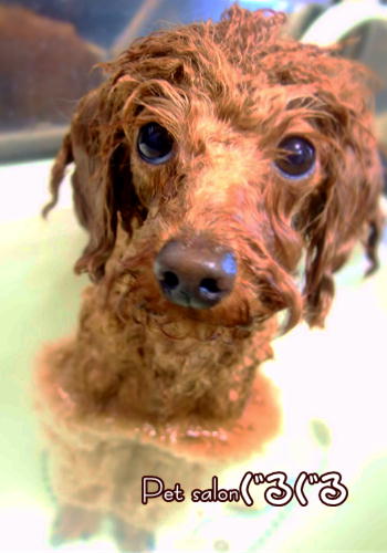 水素水　佐倉　スパ