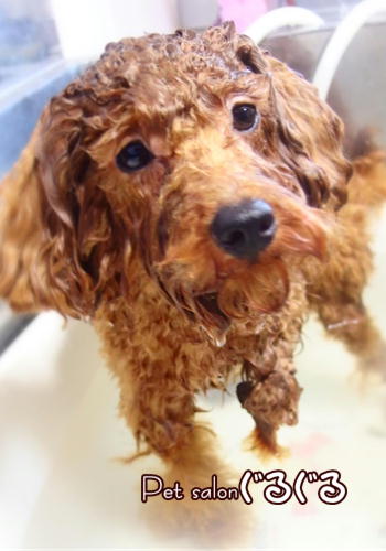 佐倉　水素スパ