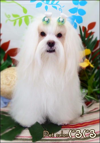 Pet salonぐるぐる