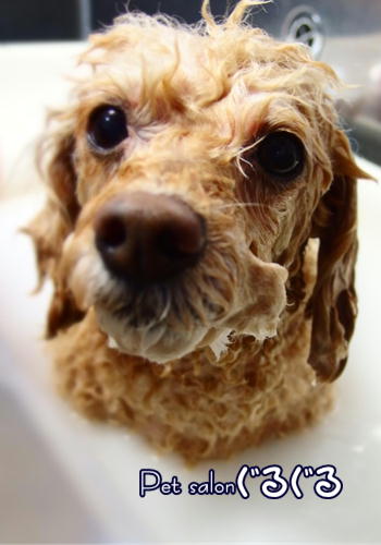 佐倉　バブルバス