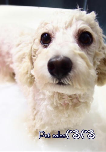 佐倉トリミング　ユーカリが丘